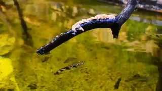 Archerfish in Action hunting by spitting and jump [upl. by Aihsirt]