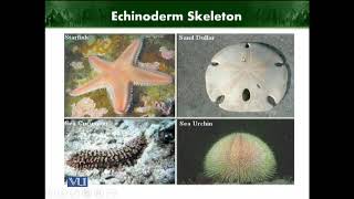 Echinoderm Skeleton  Animal Diversity Invertebrates  ZOO512TTopic216 [upl. by Lilhak]