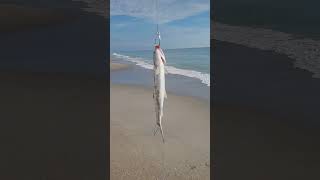 BIG BEACH BAITS Whole live ladyfish for tarpon and sharks tight lines [upl. by Olemrac]