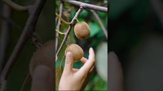 Kiwi 🥝 Fruit Harvesting Picking shorts fruit satisfying [upl. by Karee481]