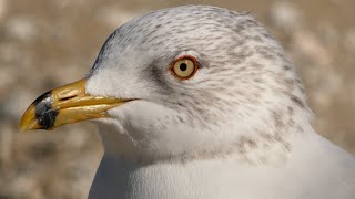 Ring billed gull call sounds flying  Bird [upl. by Nerb]