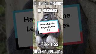 Harambe The Legend Lives On Shorts [upl. by Suqram]