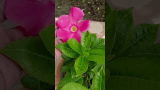 Mandevilla Plant Care  flowers shorts ytshorts [upl. by Nageem]