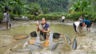 Harvesting Golden Carp  Fish  to sell  Grilled fish  Cooking [upl. by Brodeur205]