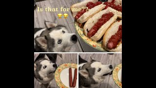 HUSKY DOG vs HOT DOGS [upl. by Eintroc]