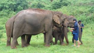 Khum Min the elephant is welcomed into the free herd by a very forward female [upl. by Oigimer]