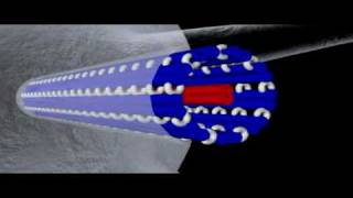 Cytoskeleton Microtubules  Cell Biology [upl. by Menken]