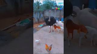 Ostriches my pets trending africa ostrich animals shorts [upl. by Akym509]