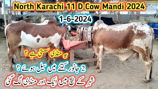 North Karachi 11 D Cow Mandi Latest Update l Cow Mandi Karachi l Cow Mandi 2024 l [upl. by Manvel]