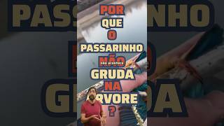 Por que o passarinho não gruda na árvore no inverno [upl. by Russo]