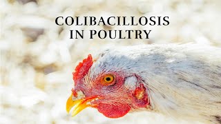 Colibacillosis Understanding and Managing a Common Poultry Disease 🐔💉 [upl. by Ellezig]