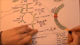 Glykolyse und angrenzende Stoffwechselwege  Song [upl. by Neyu360]