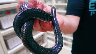 TOP 10 MOST BEAUTIFUL COLUBRID SNAKES IN THE WORLD BadChoiceNoah [upl. by Eihcra]