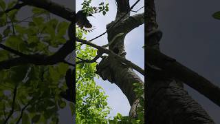 Counterstrike 🐍 🐦‍⬛ A black mamba raids the nest of a green woodhoopoe and pays the price [upl. by Enrol]