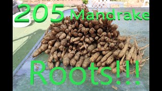 I Dug 205 Mandrake Roots Real Mandragora officinarum Roots Grown From Seeds 2022 [upl. by Claudell]