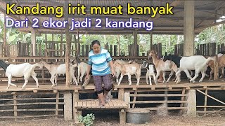 Karena Komitmen Modal 2 Ekor Kambing Indukan Jadi 2 Kandang [upl. by Ailemrac]