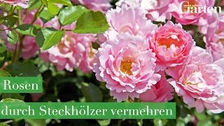 Rosen durch Steckhölzer vermehren SchrittfürSchrittAnleitung [upl. by Notnef]