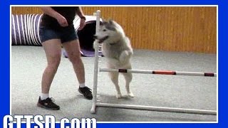 HUSKY MEMPHIS DOES AGILITY  Wordless Wednesday Dogs [upl. by Penelopa]