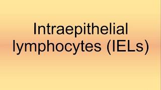 Intraepithelial Lymphocytes IELs Pronunciation  How to Say  How to Pronounce [upl. by Laurita]