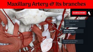 Maxillary Artery  Internal Maxillary Artery  Commencement  Parts  Course  Branches [upl. by Yllim]