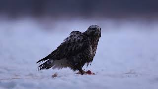 Myszołów włochaty Buteo lagopus [upl. by Lyle]