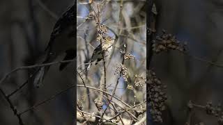 Yellowrumped Warbler eats Poison Ivy fruit [upl. by Isolda]