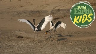 SaddleBilled Storks Show Beautiful Mating Dance [upl. by Segal]