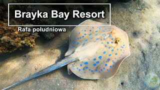 04  Płaszczka na wyciągnięcie ręki Snurkowanie Brayka Bay Resort Marsa Alam Egipt 4K [upl. by Alebasi]