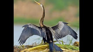 Indian darter bird Dive to catch a Big Fish Snake Bird Anhinga melanogaster [upl. by Peltier654]