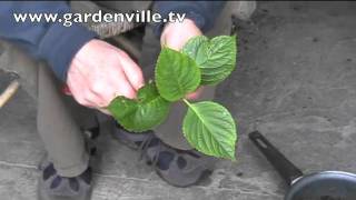 Propagating Hydrangeas [upl. by Lot]