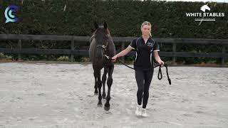 CC Yearling Parades quotWhite Stablesquot [upl. by Sulienroc]