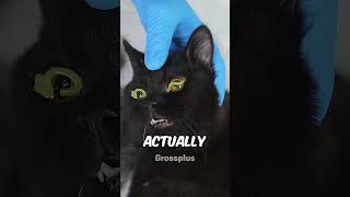 Cats eye protection shorts science [upl. by Seiber214]