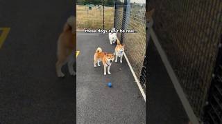 the ultimate shiba amp samoyed team up mission [upl. by Avot756]