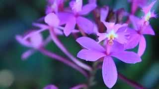 ALL ABOUT THE EPIDENDRUM ORCHIDS [upl. by Stephana]