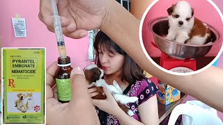 HOW TO DEWORM A SHIH TZU PUPPIES AT HOME  TAMANG PAG DEWORM SA TUTA [upl. by Shannan230]