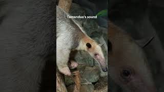 Tamandua’s sound tamandua animals soundofnature sound shortvideo mamals wikipedia [upl. by Deibel293]