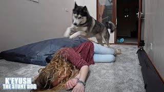 Pretending To Faint In Front Of My Dog He Leaps Into Action [upl. by Aip]