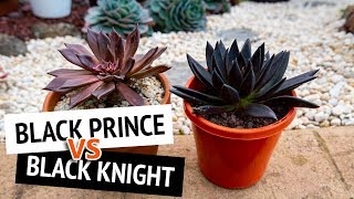 The difference between Echeveria Black Prince and Black Knight [upl. by Daniala912]