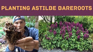 How to Plant ASTILBE Bare Roots [upl. by Zachery]