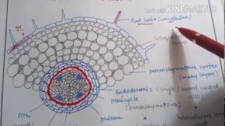 Anatomy of monocot root and dicot rootbasic differences for NEET AIIMS JIPMER [upl. by Jollanta]