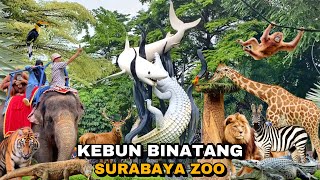 KEBUN BINATANG SURABAYA TERBARU BONBIN TAMAN SATWA KBS SURABAYA ZOO INDONESIA [upl. by Atilrak]