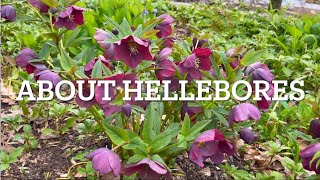 How to Grow Hellebores  5 Easy Care Tips for Stunning Early Blooms [upl. by Arela]