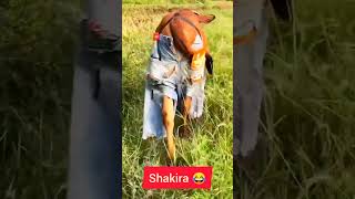 Shakira horse lelu viral meme 😂shakira cow horse videos cow and dog fight بقرةshortshorse [upl. by Hujsak]