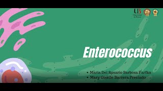 Enterococos [upl. by Outhe]