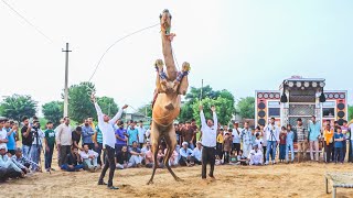 ऊंट ने किया शानदार जंप New Rajasthani Song 2024 New Camel Dance rajasthanidance priyanshu [upl. by Allveta]