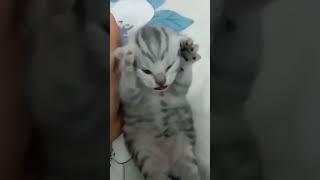 Dramatic Cat shortsfeed shorts cat catmemes funny meme memes [upl. by Orren]