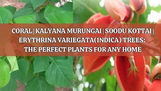 Coral  Kalyana Murungai  Soodu Kottai  Erythrina VariegataIndica Trees [upl. by Macegan]