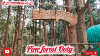 Pine Forest Ooty  Pine Forest Kodaikanal [upl. by Notsirt566]