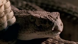 Rattle Snake Bite Tactics  Deadly Vipers  BBC Earth [upl. by Hallam306]