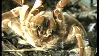 TARANTULAS  Discovery Channel Video [upl. by Emelina879]